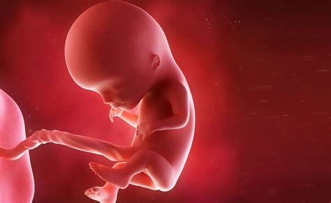 What does a foetus feel in the womb?